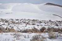 mule deer standing within seasonal closure area