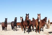 Photo of Wild Horses