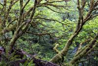 A dense forest covered with moss