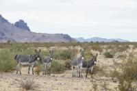 Burros standing in sagebrush 