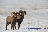 Two bighorn sheep stand in the snow