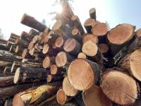 Timber Sales Image