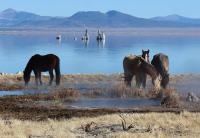 Horses next to a lake