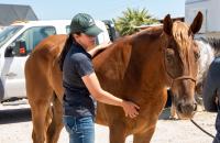 Meghan Marner pets her new horse Banjo.