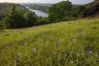 Purple flowers and a river