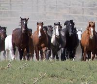 a row of horses gallops toward the camera.