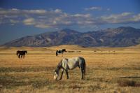 A mustang grazes in a field, with 2 more horses visible in the distance, and mountains far beyond them. 