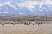 Wildlife walking across a landscape with an alpine mountain in the background. 