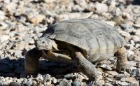 Photo of a Desert tortoise