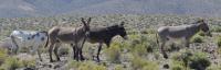 Burros on Blue Wing Complex