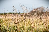 Close-up of European beachgrass