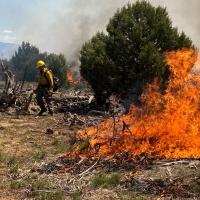 Firefighter ignites piles with a drip torch during prescribed fire operations.