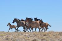 A group of wild horses running across the landscape with your foals.