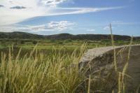 A grassy view of the Cross Bar Management Area under a clear blue sky in Texas.