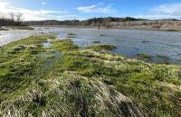 A large creek with many reeds in the foreground