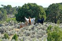 A band of five different colored wild horses stand near each other on the Little Book Cliffs Wild Horse Range Aug. 30, 2024.