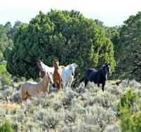 A band of five wild horses, each a different color, stand among sage brush on the Little Book Cliffs Wild Horse Range on Aug. 30, 2024.