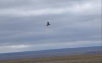 Bank swallow in flight against a cloudy background