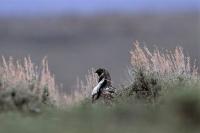 Image of female Gunnison sage-grouse in sagebrush habitat