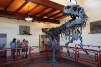 A large dinosaur skeleton displayed in a museum. Three people look into a glass case in the background.