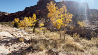Fall touches a desert landscape with golden aspen trees.