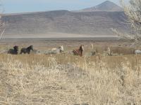 A group of wild horses from the Sheepshead Herd Management Area. Photo taken 10/5/2026