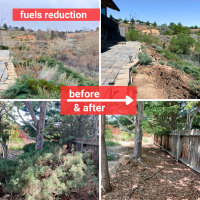 Text overlaying a collage of four photos reads: Fuels reduction. Before & after. Two photos show heavy vegetation surrounding different houses. To the right of each photo is another taken in the same place after vegetation was removed.  