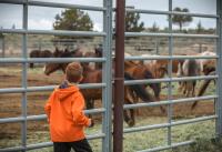 child in orange sweatshirt looking at horses in corral