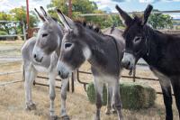 Three burros in a corral