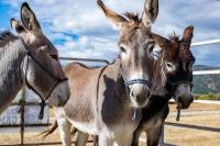 three burros in an outside corral