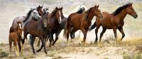 Horses running on a plain. 