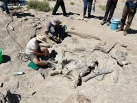 Paleontologist dig up fossils at the Hanksville-Burpee Dinosaur Quarry
