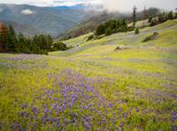 Wild flowers in a meadow. 