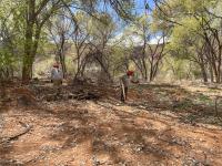 Volunteers remove invasive understory from a cottonwood forest