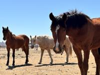 Horses at the Ridgecrest Regional Wild Horse and Burros Corrals.