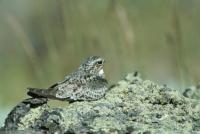 a gray and brown mottled bird with a white throat sits on a rock
