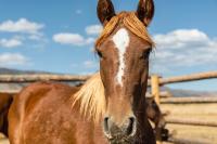 BLM-WY-DeerwoodAdoption2024