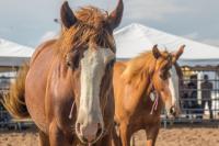 Two horses in a pen. 