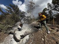 A wildland firefighter in yellow gear sprays water on a smoldering tree stump in a forested area during White Sage Fire mop-up operations on July 20, 2025.