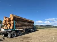 BLM-WY-TimberBuffalo2025