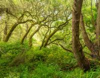 A verdant forest with dark trees that look like dancers.