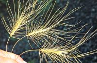 close up of medusahead invasive grass