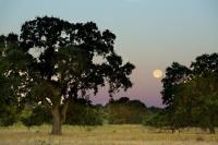 large tree during a late evening with the full moon in the sky