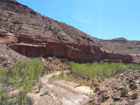 Photo of a portion of Escalante Creek within the Dominguez-Escalante National Conservation Area managed by the BLM Colorado Grand Junction Field Office.