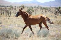 brown horse running through the desert shrubs