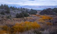 Yellow winter brush with a lake and snow covered mountain range in the background.