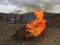 Image of a flaming prescribed fire burn pile made up of dry branches, twigs 