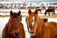 Two horses in a snowy pen. 