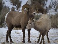 Bighorn sheep stand on winter range in Wyoming