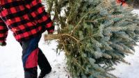 A person harvests a holiday tree from BLM Idaho-managed public lands. BLM photo.
